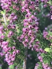 Erica hispiduloides