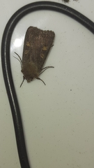 Xestia xanthographa
