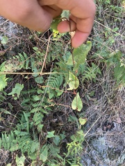 Fallopia