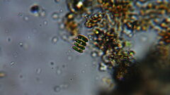 Scenedesmaceae