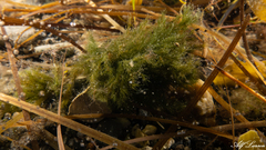 Cladophora rupestris