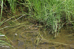 Thamnophis proximus orarius