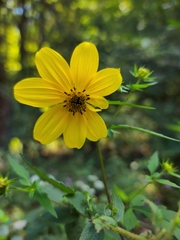 Bidens
