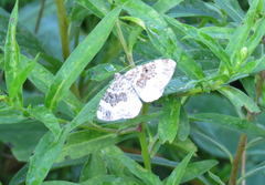 Epirrhoe alternata