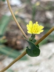 Lactuca serriola