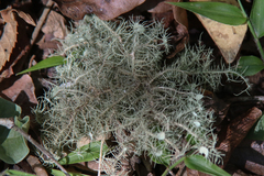 Usnea strigosa