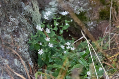Stellaria bungeana