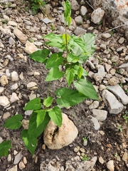 Matelea edwardsensis