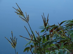 Schizachyrium scoparium