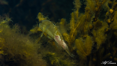 Neogobius melanostomus