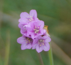 Armeria maritima