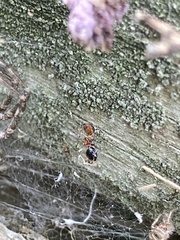 Crematogaster laeviuscula