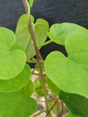 Matelea edwardsensis