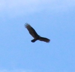 Cathartes aura