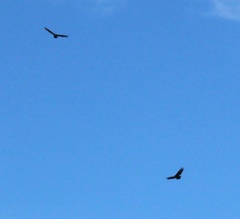 Cathartes aura