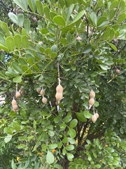 Dermatophyllum secundiflorum