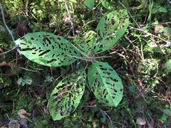 Bucculatrix frangutella