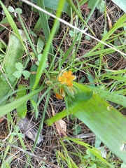 Wachendorfia multiflora