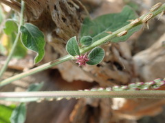 Achyranthes