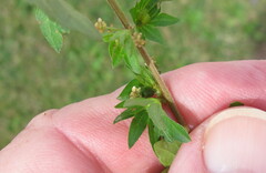 Acalypha