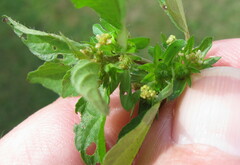 Acalypha