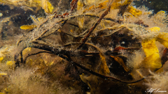 Coccotylus truncatus