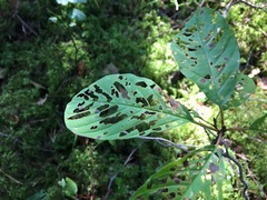 Bucculatrix frangutella