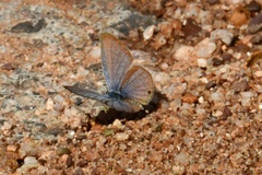 Echinargus isola