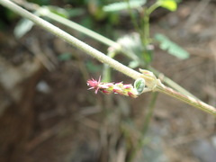 Achyranthes