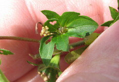 Acalypha