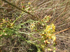 Jacobaea erucifolia