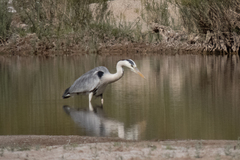Ardea cinerea cinerea