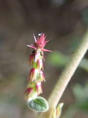 Achyranthes