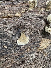 Basidiomycota