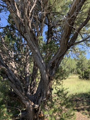 Juniperus monosperma