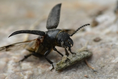 Spondylis buprestoides