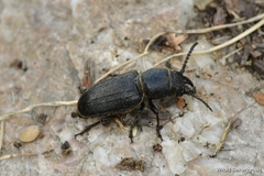 Spondylis buprestoides