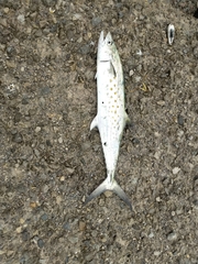 Scomberomorus maculatus