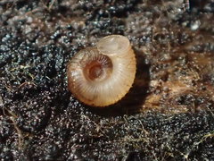 Vallonia perspectiva