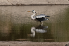 Ardea cinerea cinerea