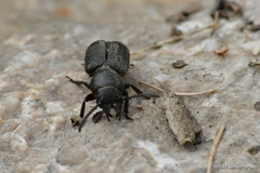 Spondylis buprestoides