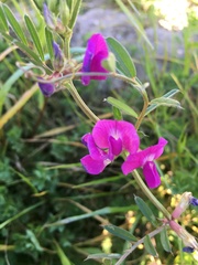 Vicia sativa