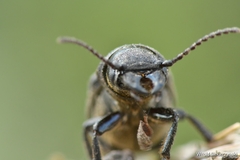 Spondylis buprestoides