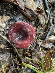 Russula mariae