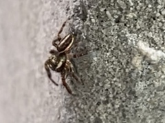 Eris militaris