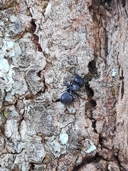 Cephalotes