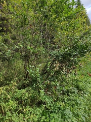 Aronia mitschurinii