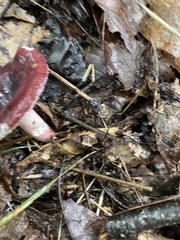 Russula mariae
