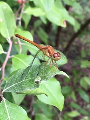 Sympetrum vicinum