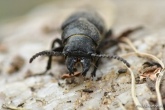 Spondylis buprestoides